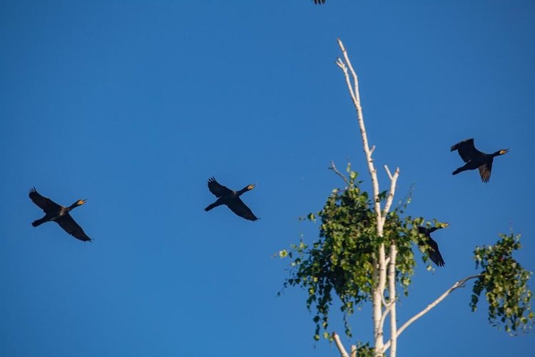    Фото: Иркутский ГАУ