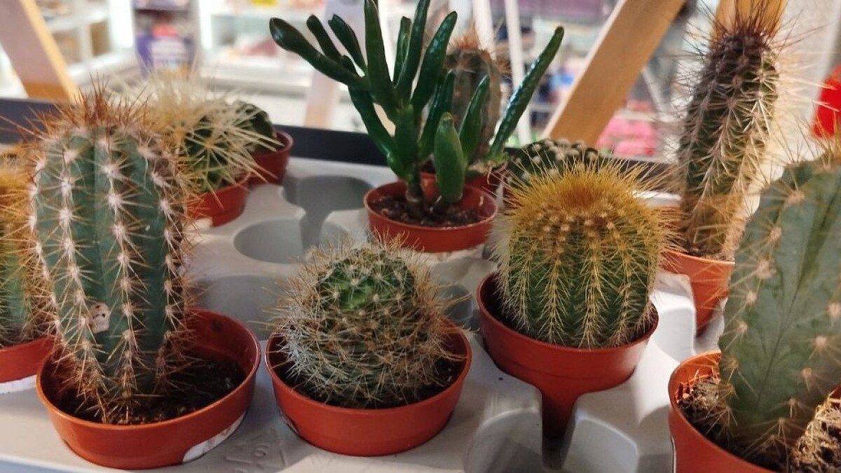    Фото: телеканал «Краснодар»