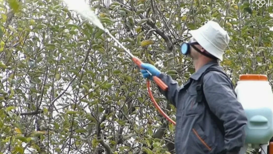 Бордосской жидкостью обрабатываем сейчас