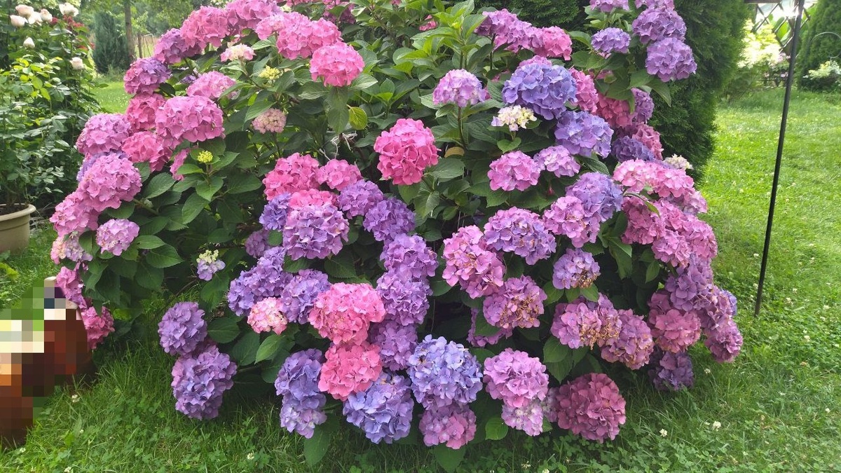 Пышно цветет. Фото автора