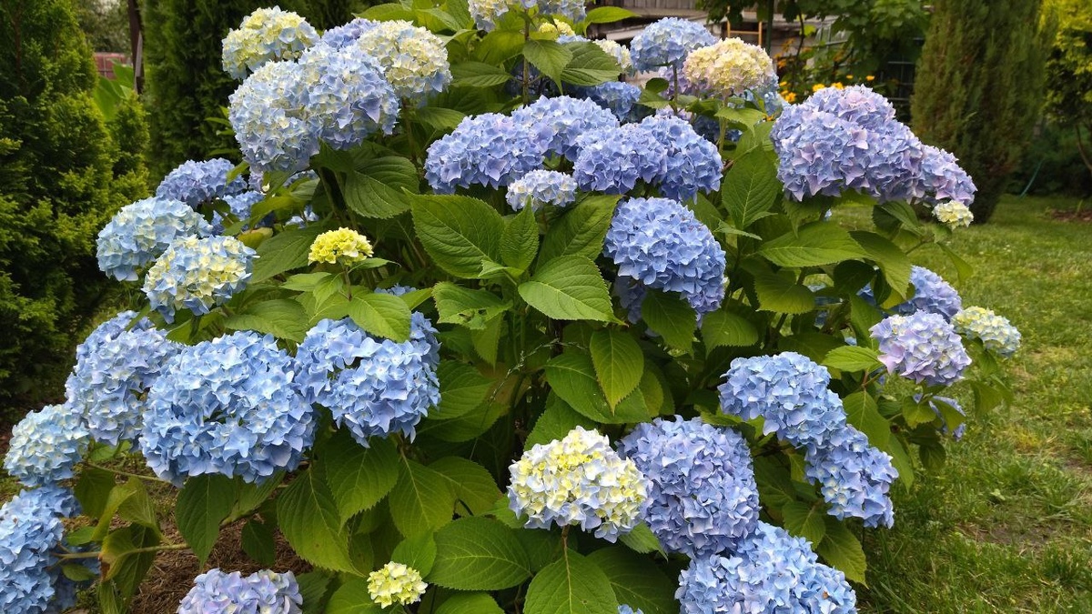 Правильно обрезанная гортензия хорошо держит форму и без подвязки. Фото автора