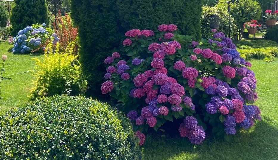 Почему важно обрезать крупнолистную гортензию осенью. Что обрезать прямо сейчас