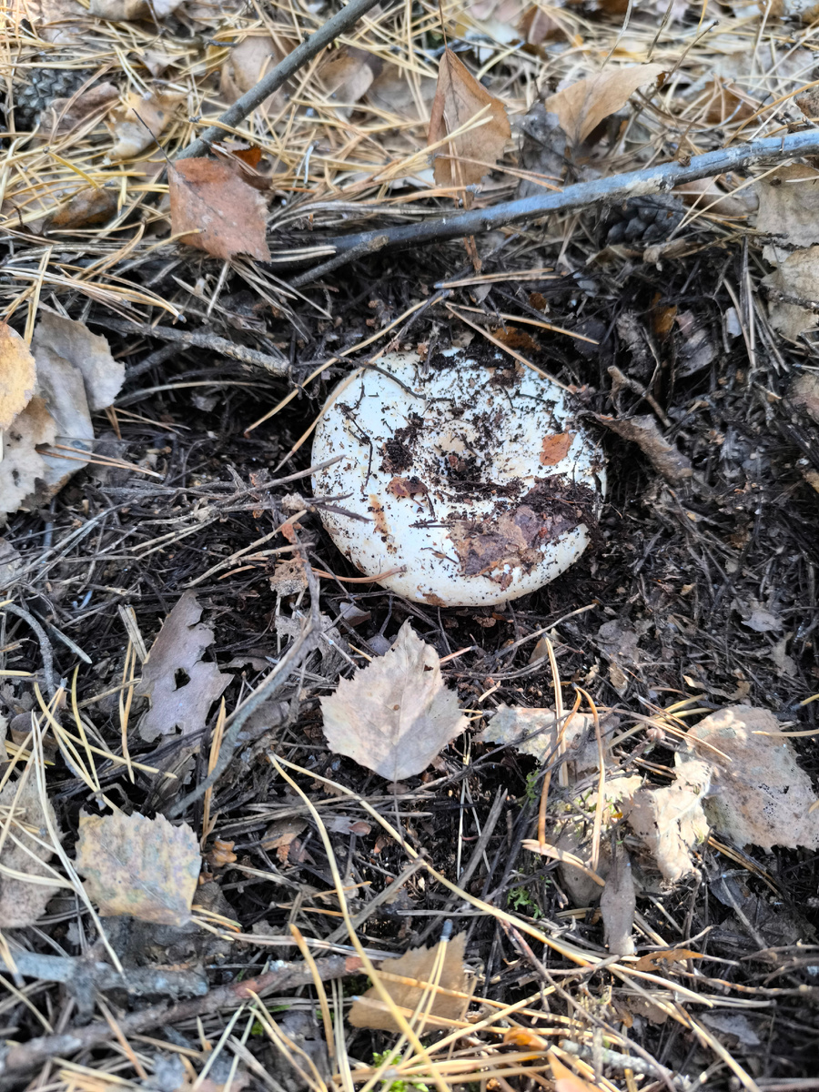 поздний груздь