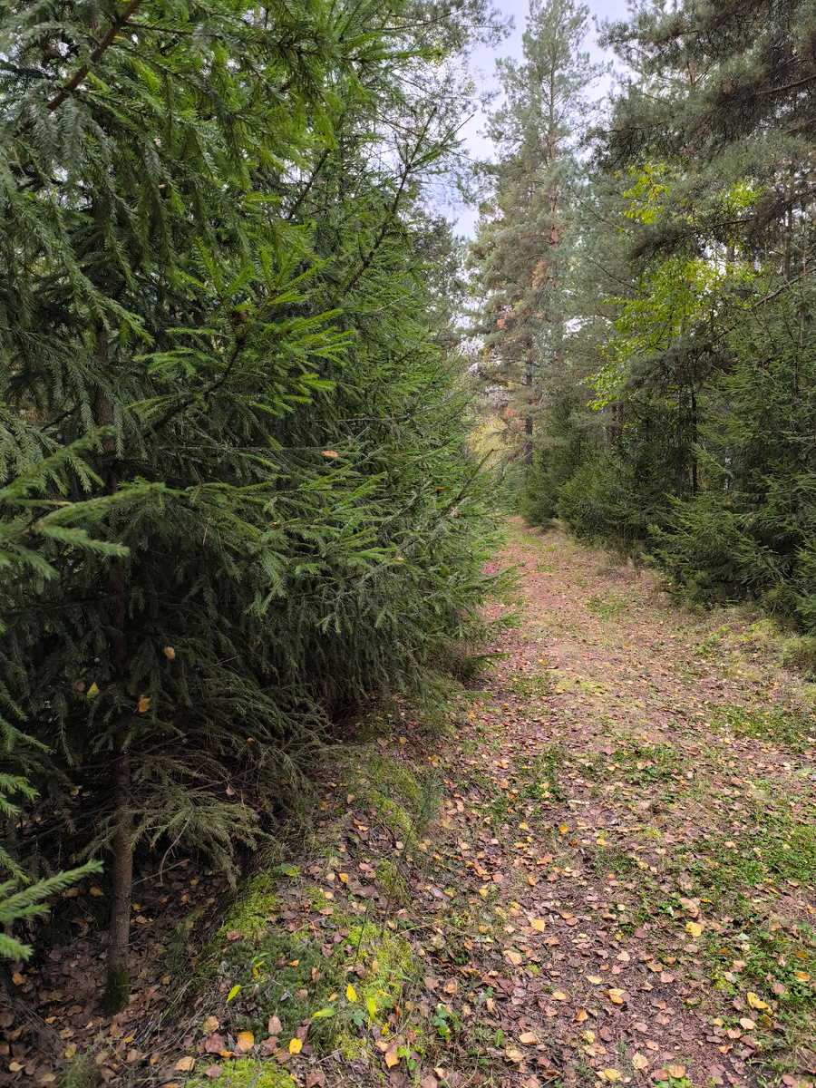 Еловые посадки