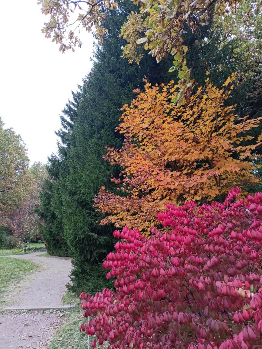 Осень. Японский сад. 