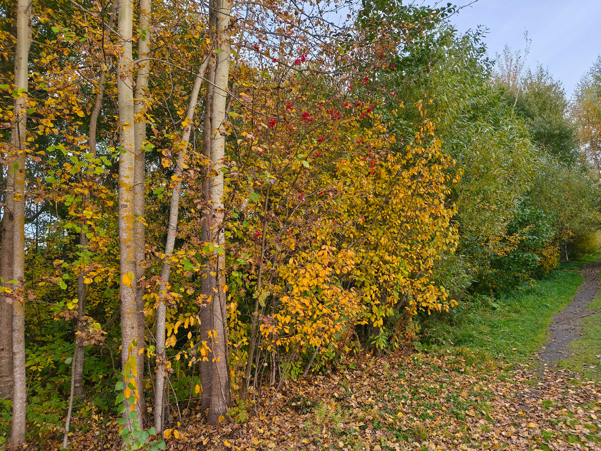 Обожаю фотографировать осеннюю природу) 
