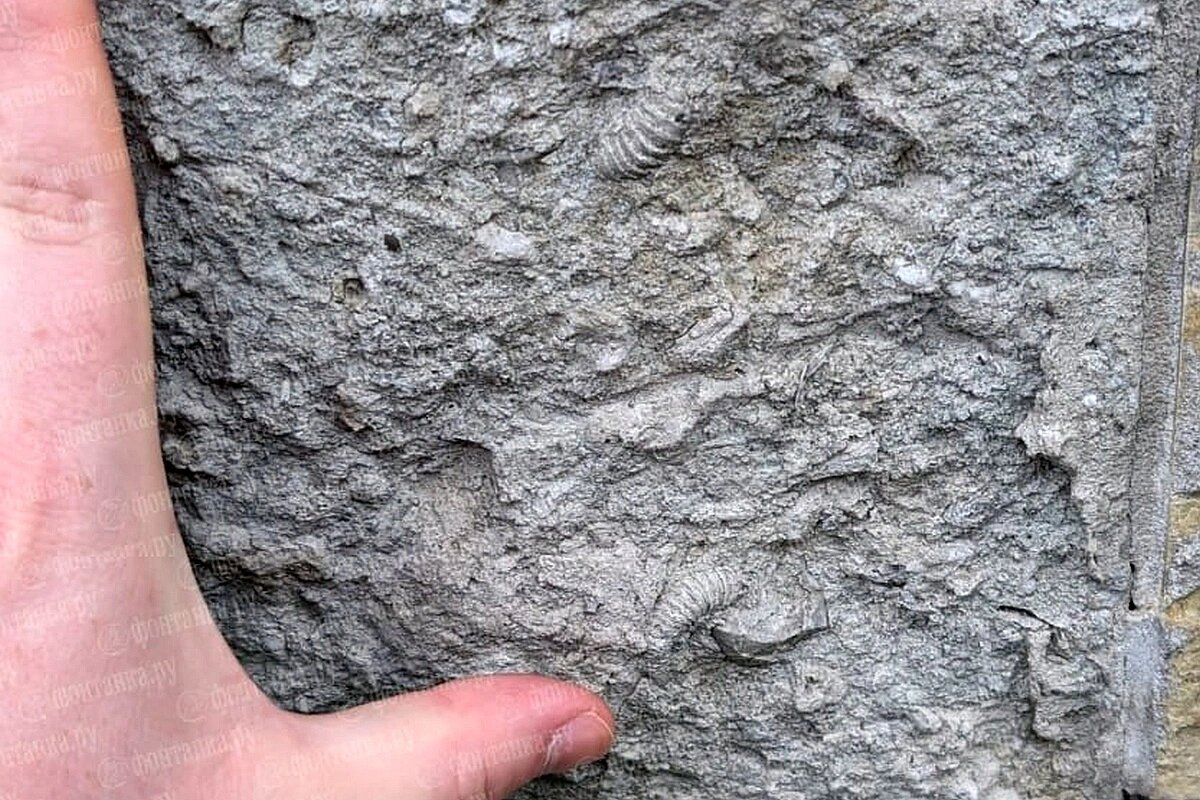 Если присмотреться к стене, можно увидеть "трубочки" - это и есть ромбиферы Cheirocrinidae. Источник: t.me / @fontankaspb Автор фото: Фонтанка СПб📷
