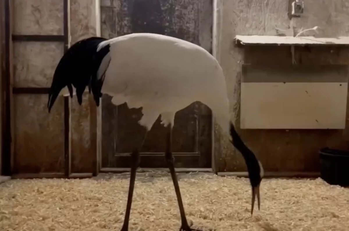    В Калининградский зоопарк прибыла самка японского журавля для создания пары