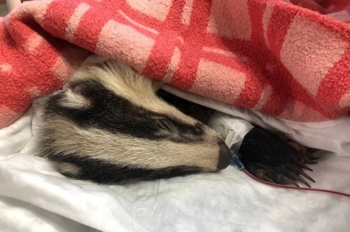    В «Биосфере Балтики» рассказали, как спасли барсучат Крекера и Пряника