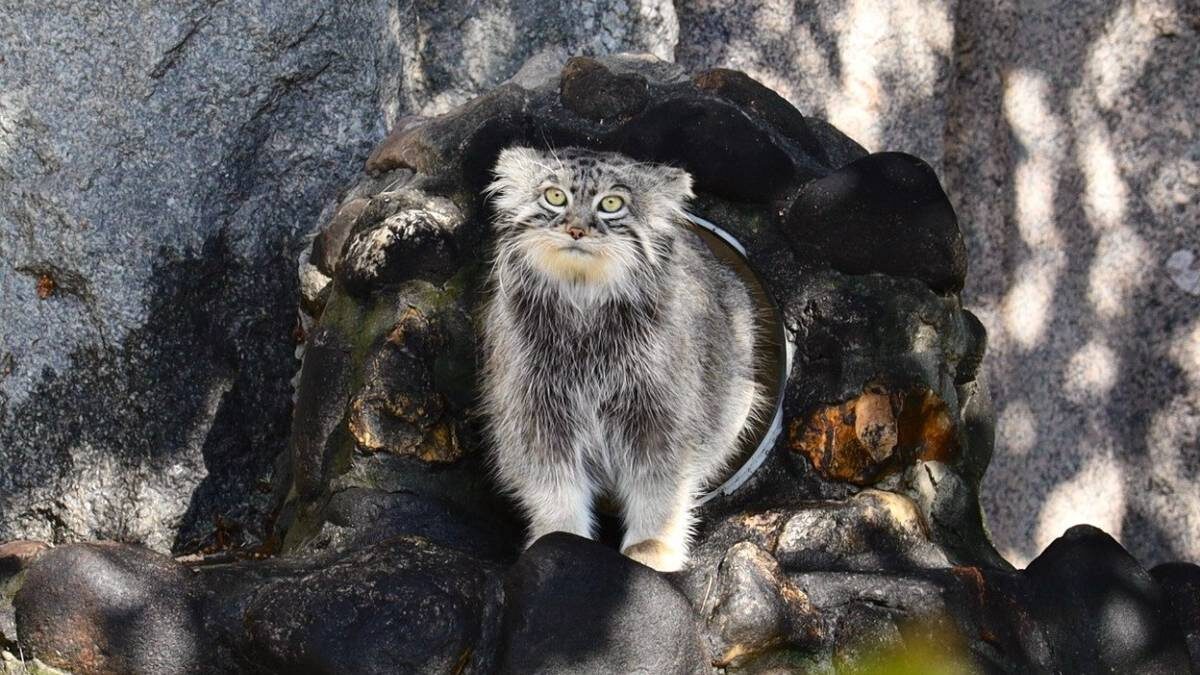    Фото: пресс-служба Московского зоопарка