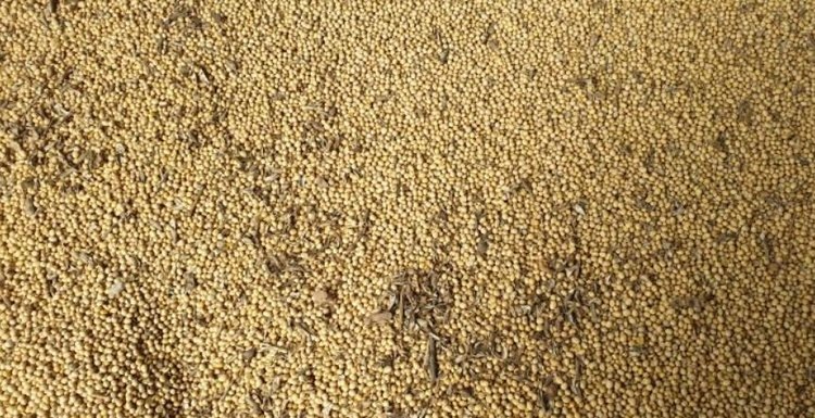    Фото: Приморское межрегиональное управление Россельхознадзора