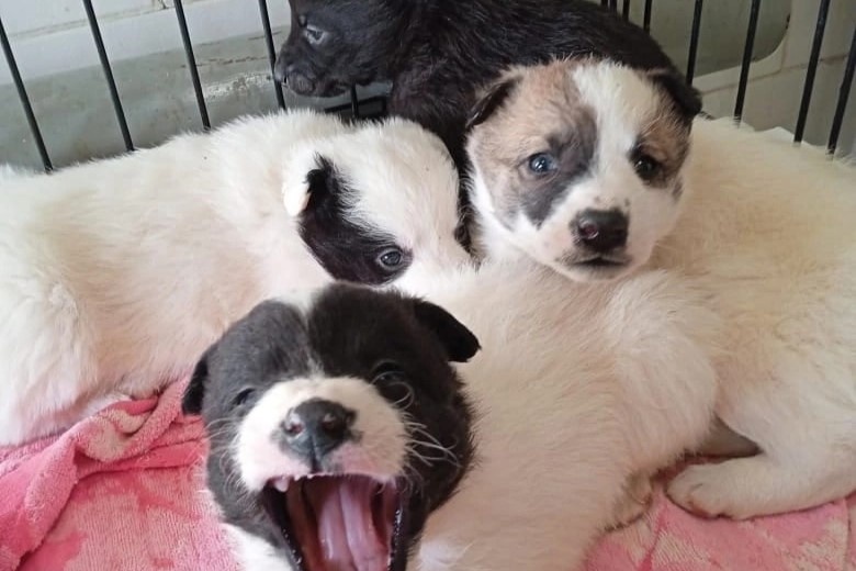 Такими мохнатые битлз были два с половиной года назад