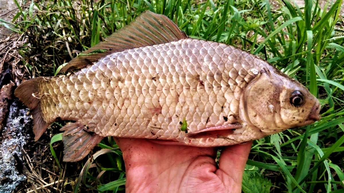 Херабуна работает лучше червя и мотыля