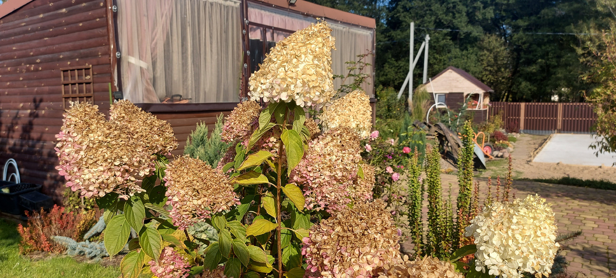 Гортензия Ванила Фрайз.  Фото автора.