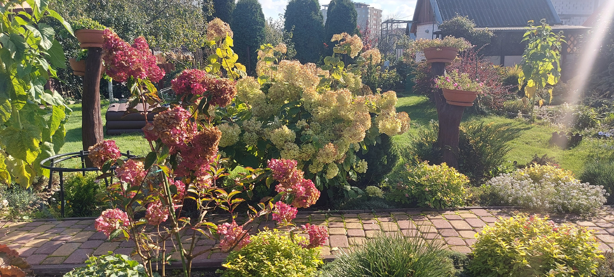 Гортензия Ванила Фрайз на фоне древовидной гортензии Анабель. Октябрь 2025 г. Фото автора.