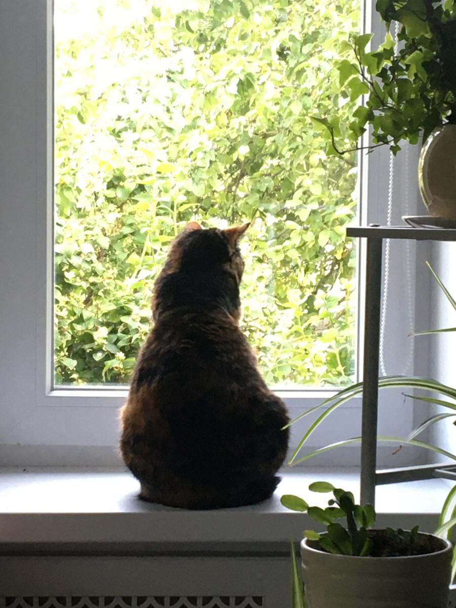 Василиса на окошке. Фото автора