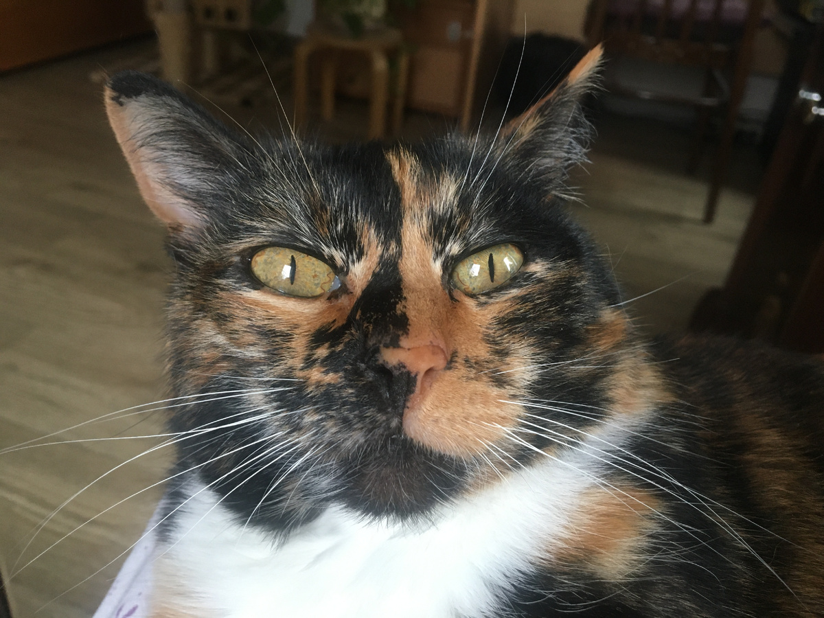 Василиса. Фото автора