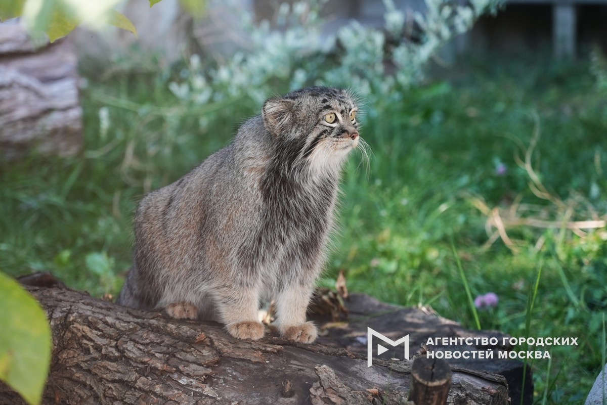 Фото Московского зоопарка