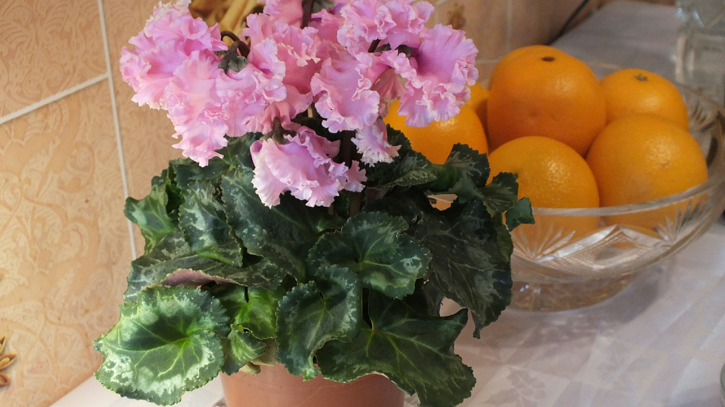    Victor Lisitsyn/Globallookpress