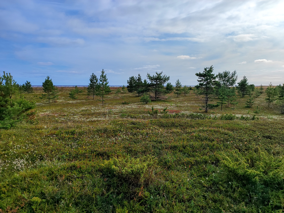 Простор тундры и море вдали