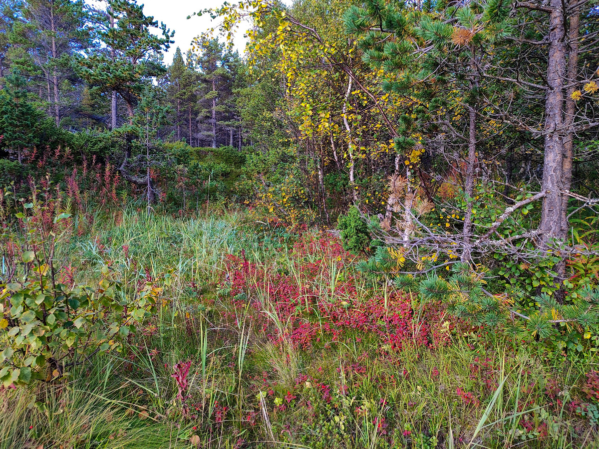 Сменяется дремучим лесом