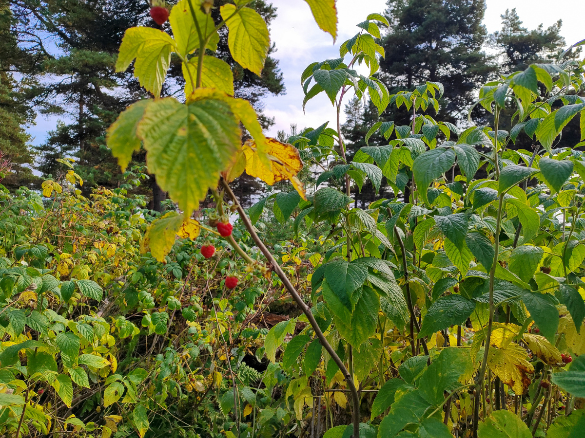 Сладкую лесную малину любят все