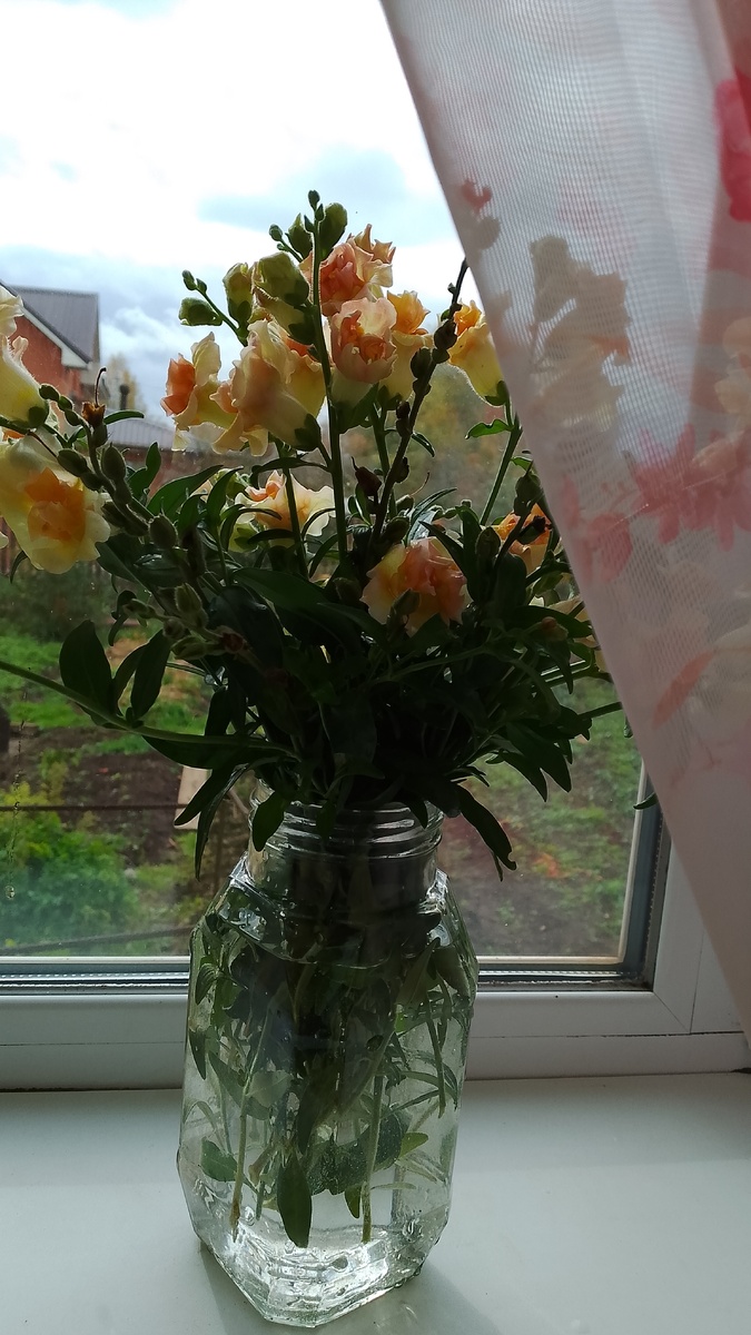 Львиный зев  