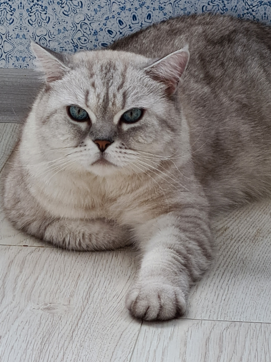 Британский кот