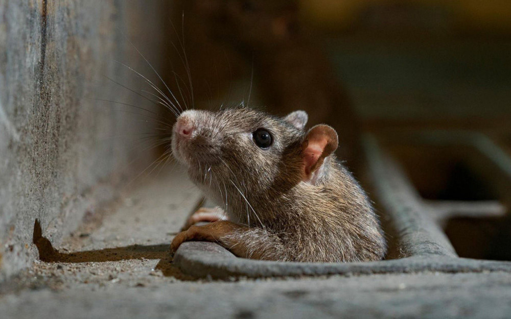 Грызун в канализации