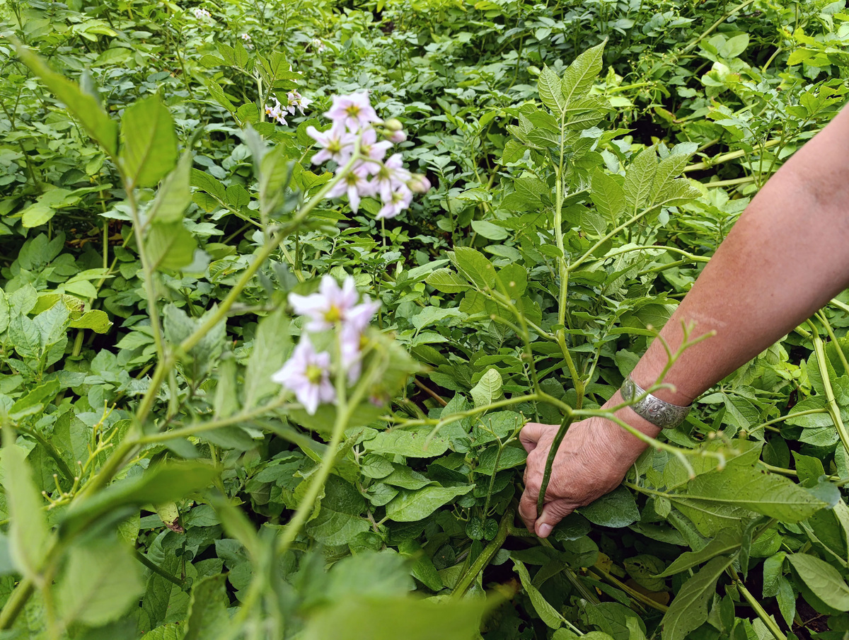 Жена держит отцветшую плеть, а рядом – цветки