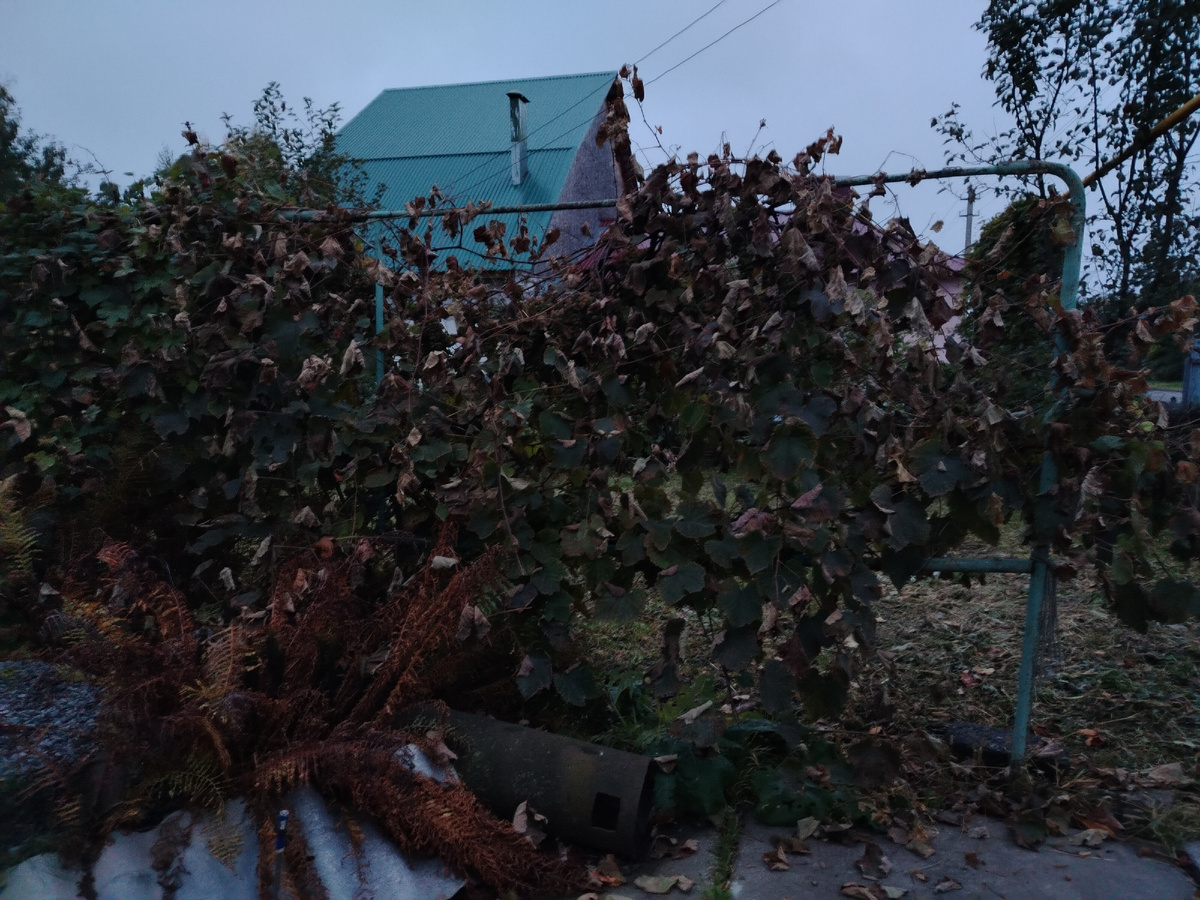 Виноградник Василича. 