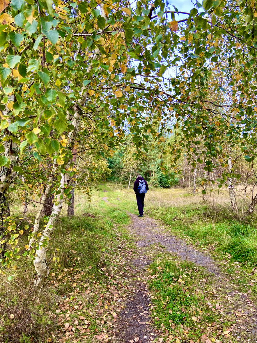 Осень на Куршской косе
