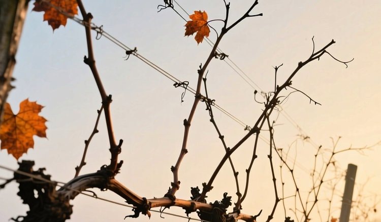 Когда укрывать виноград на зиму: уложите взрослые лозы и околпачьте саженцы