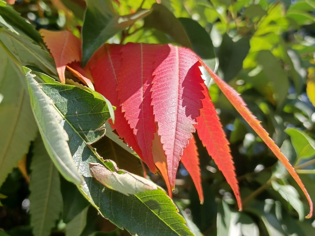 Адлер, октябрь 2025 года