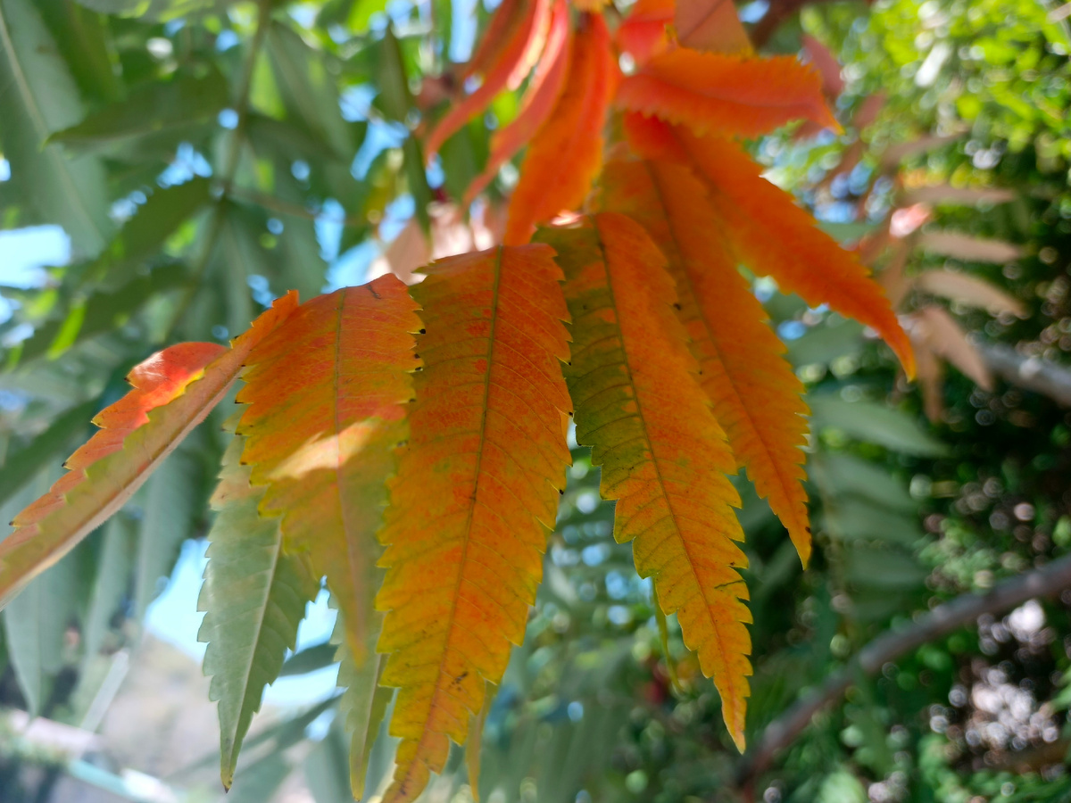 Адлер, октябрь 2025 года