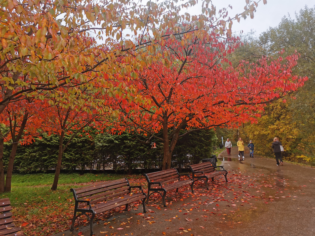Сакуры в осенней окраске возле Японского сада
