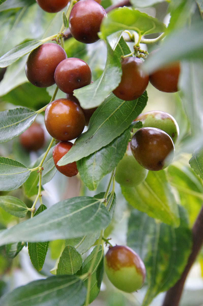 Зизифус. Фото автора