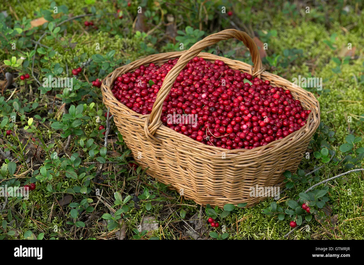 Фото  не мое, но очень похоже на мою корзинку с брусникой в прошлые годы