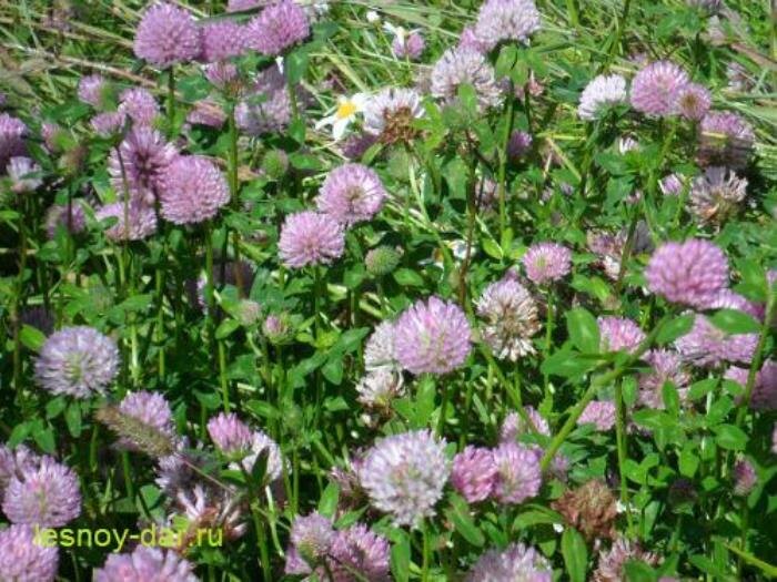 На поле цветёт клевер луговой (фото с блога "Лесная кладовая")