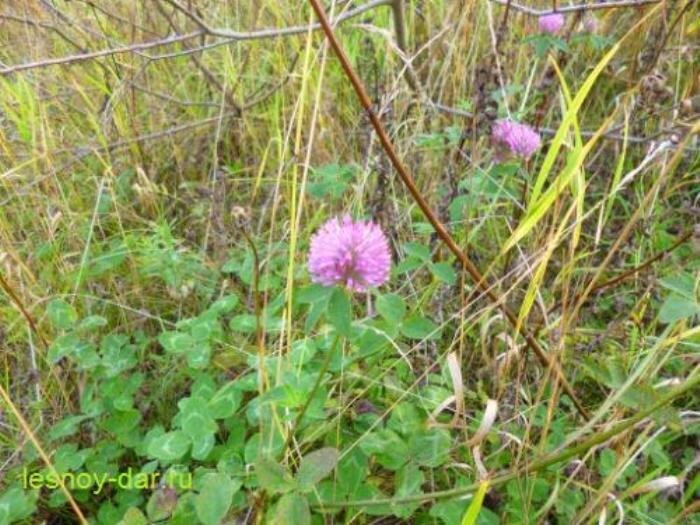Характерный облик клевера лугового - тройчатые листья со светлыми пятнами, шарообразная головка с розовыми цветками (фото с блога "Лесная кладовая")