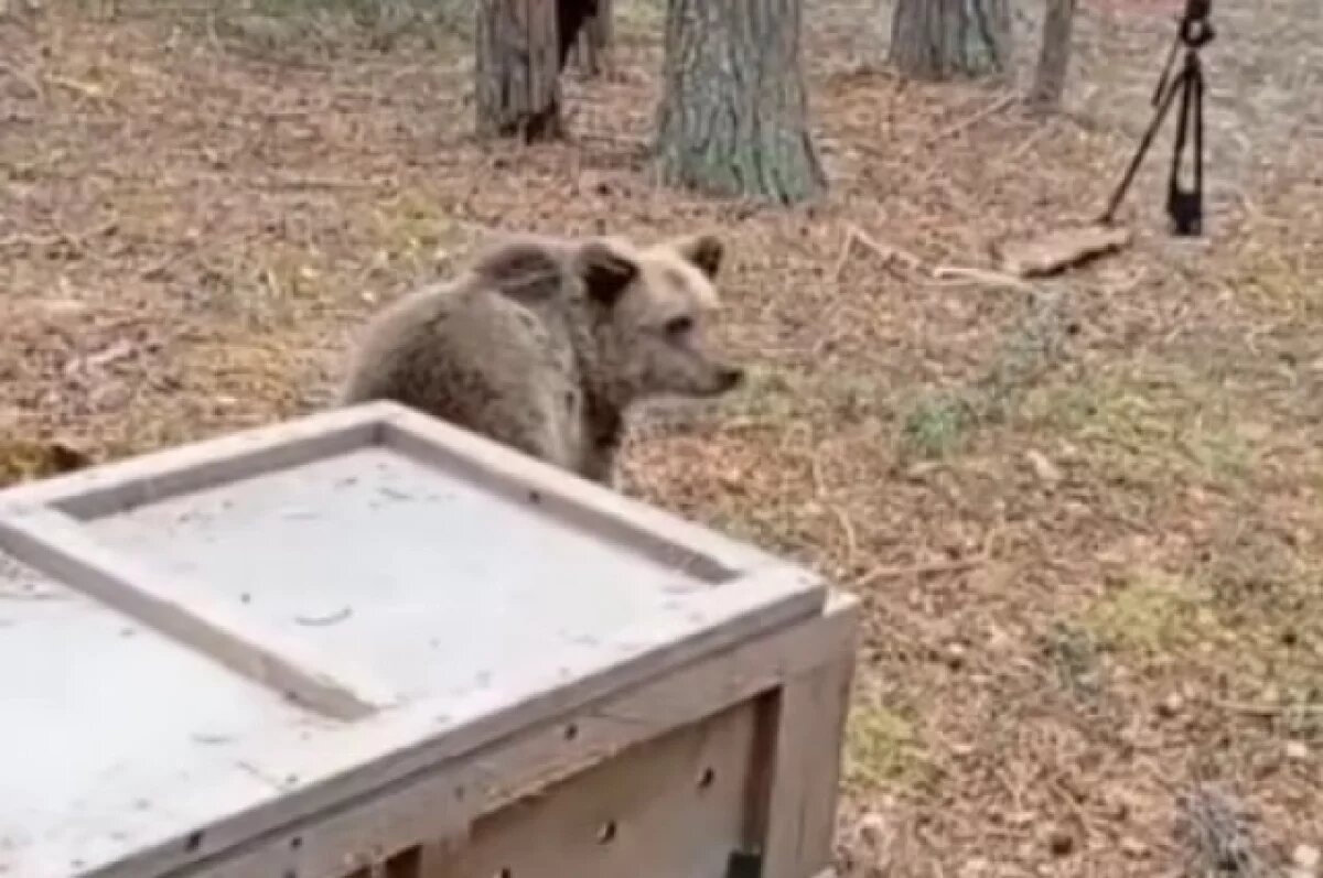    Медведицу, воспитанную в Тверской области, выпустили в дикую природу