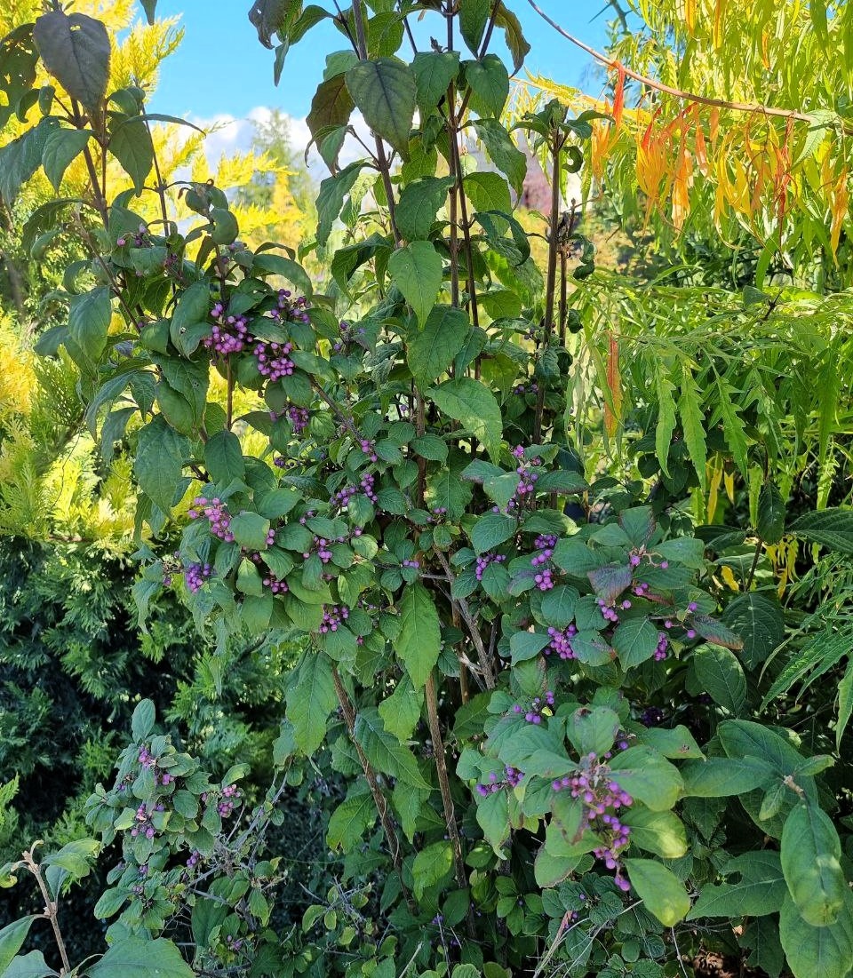 Callicarpa bodinieri 'Imperial Pearl' и его сиреневые ягоды.