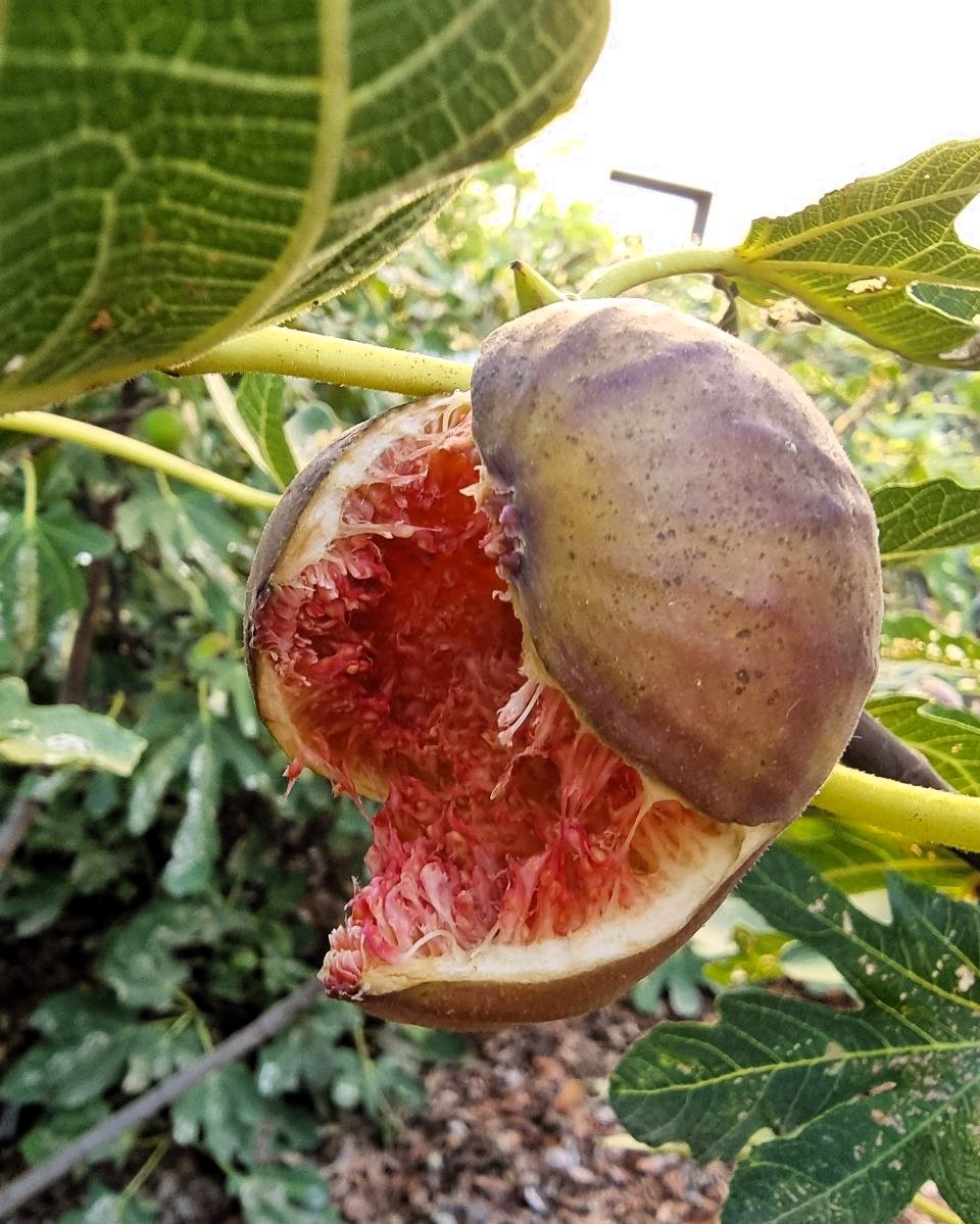 Инжир уже лопается на ветке, нужно весь его собрать и обработать несчастные кусты от гусениц. Все листья в дырках.