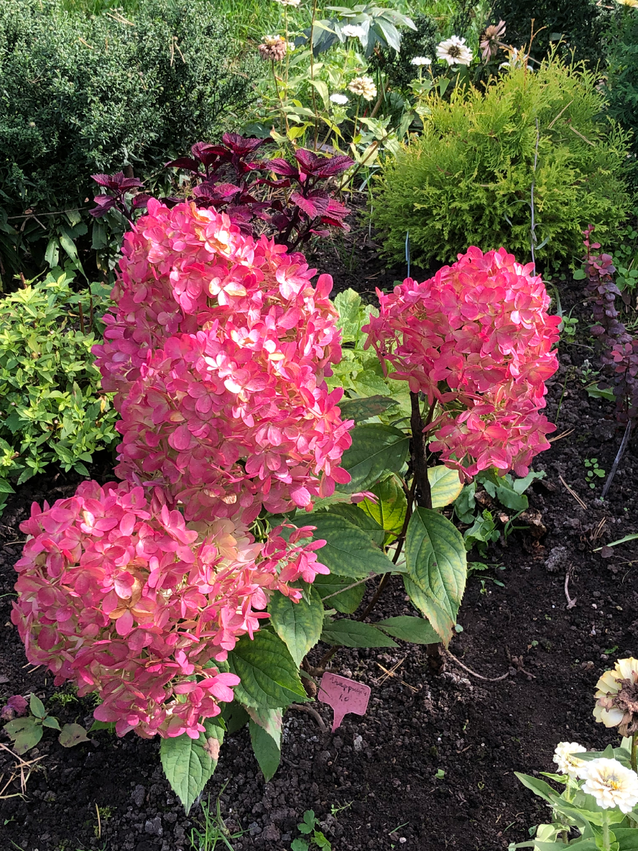 Гортензия Граффити, 20 сентября 2025