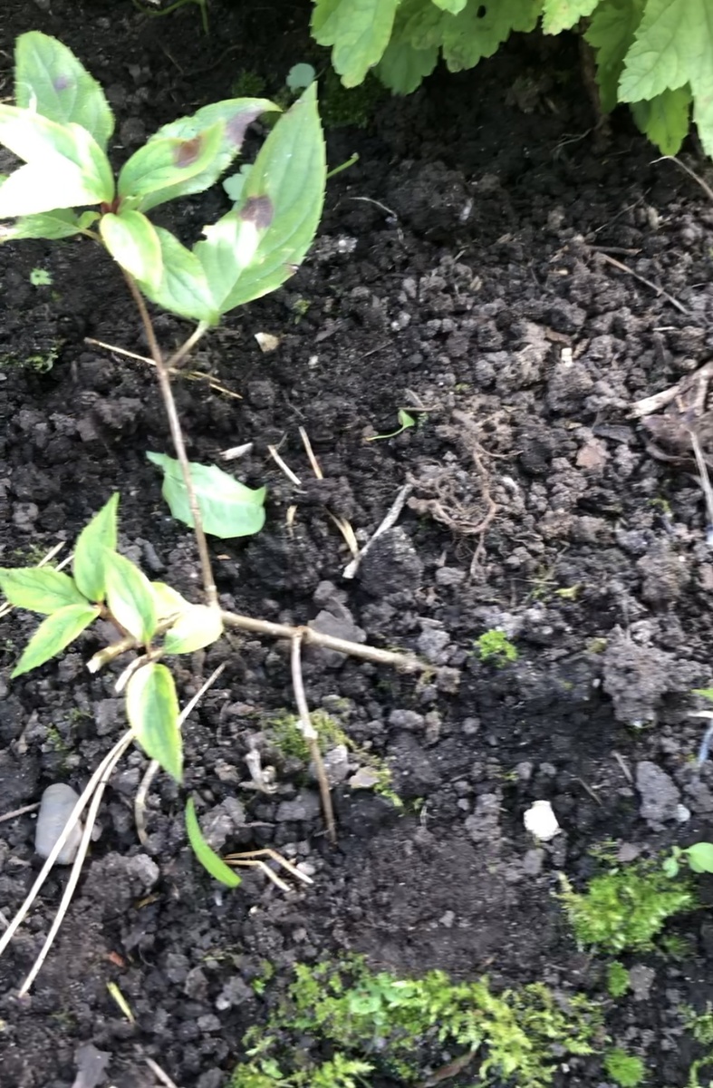 Размножение гортензии Граффити прикопанной веточкой, 2025