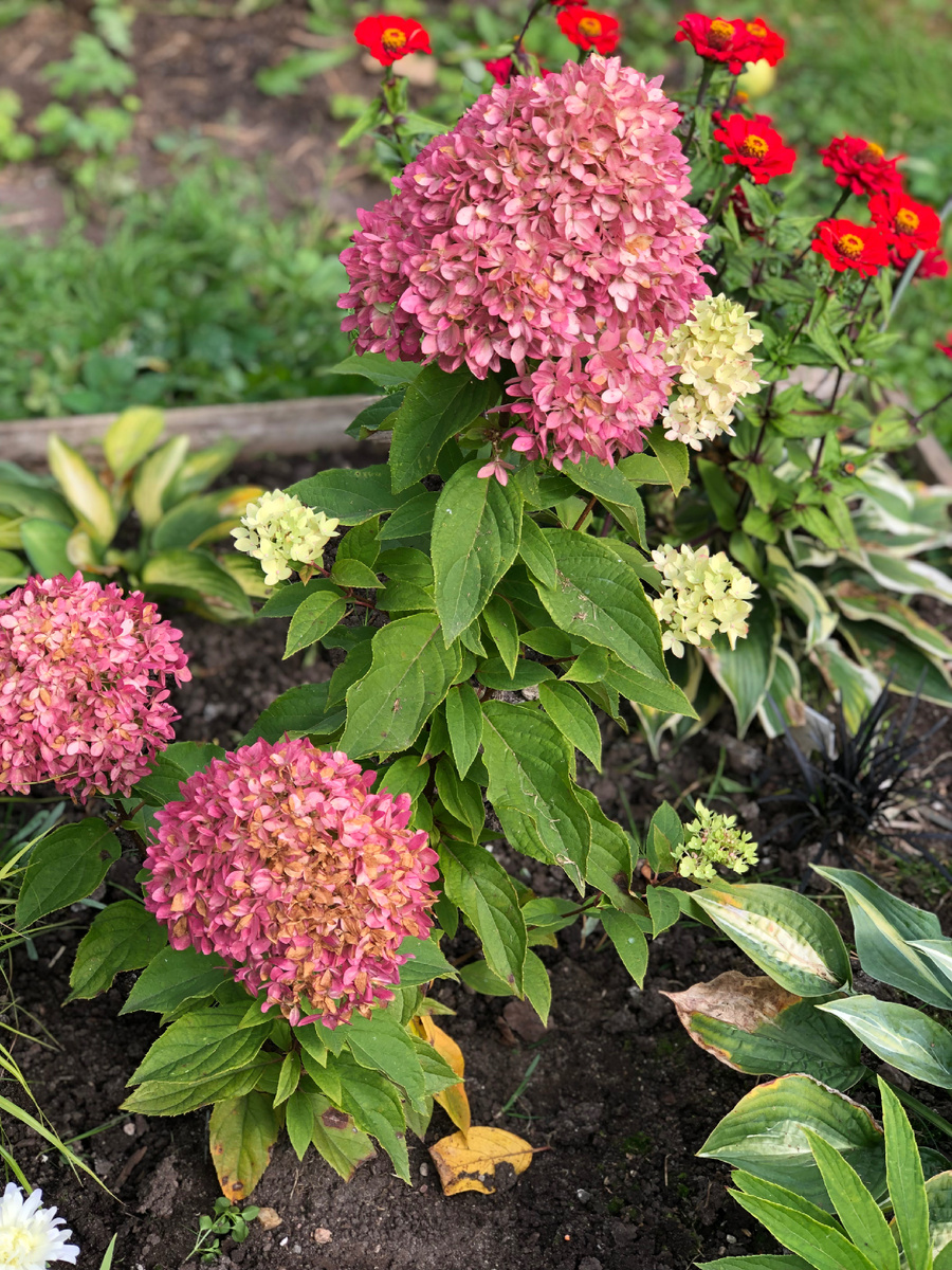 Гортензия Би Грин, конец сентября 2025