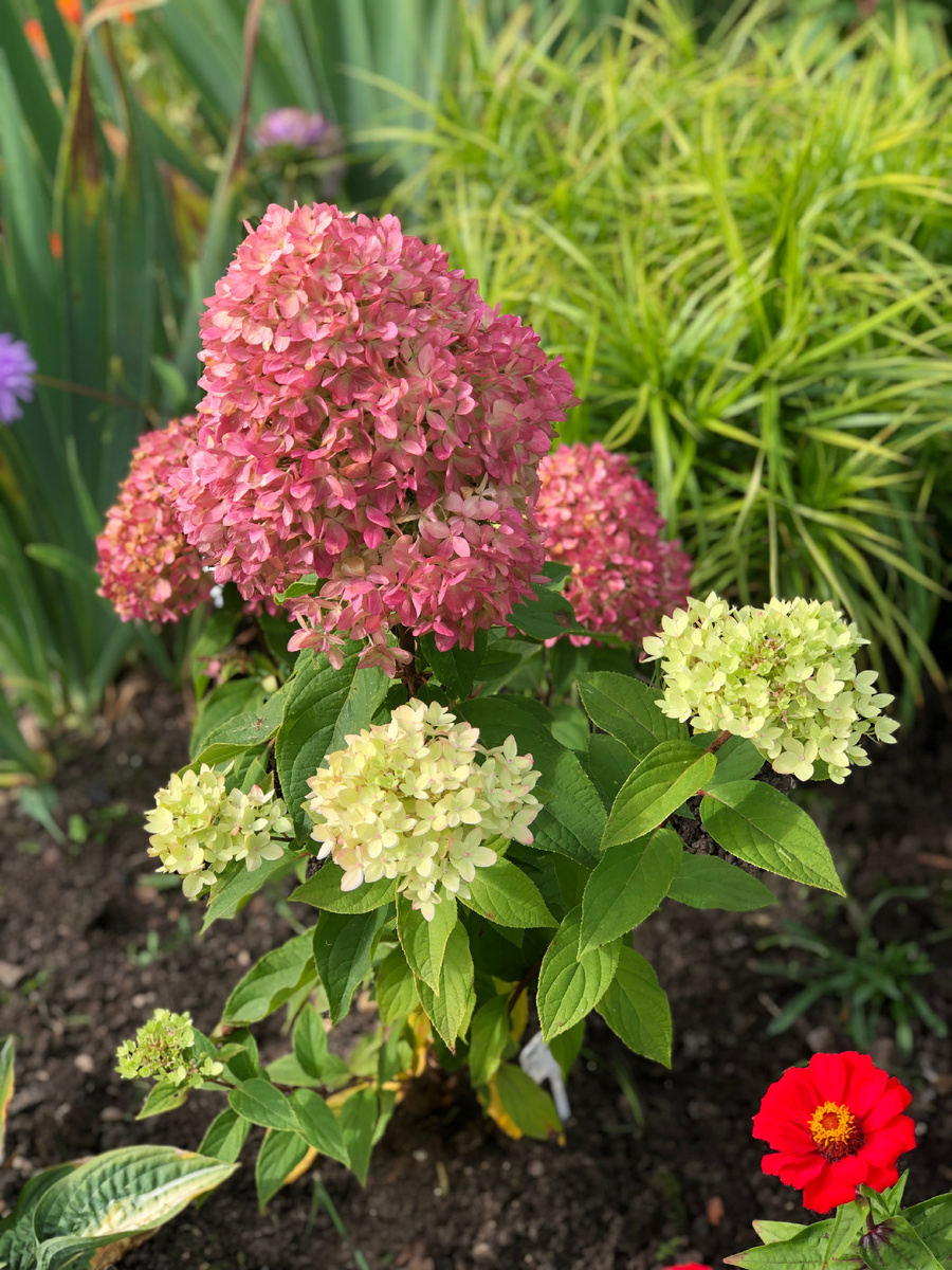 Гортензия Би Грин, конец сентября 2025