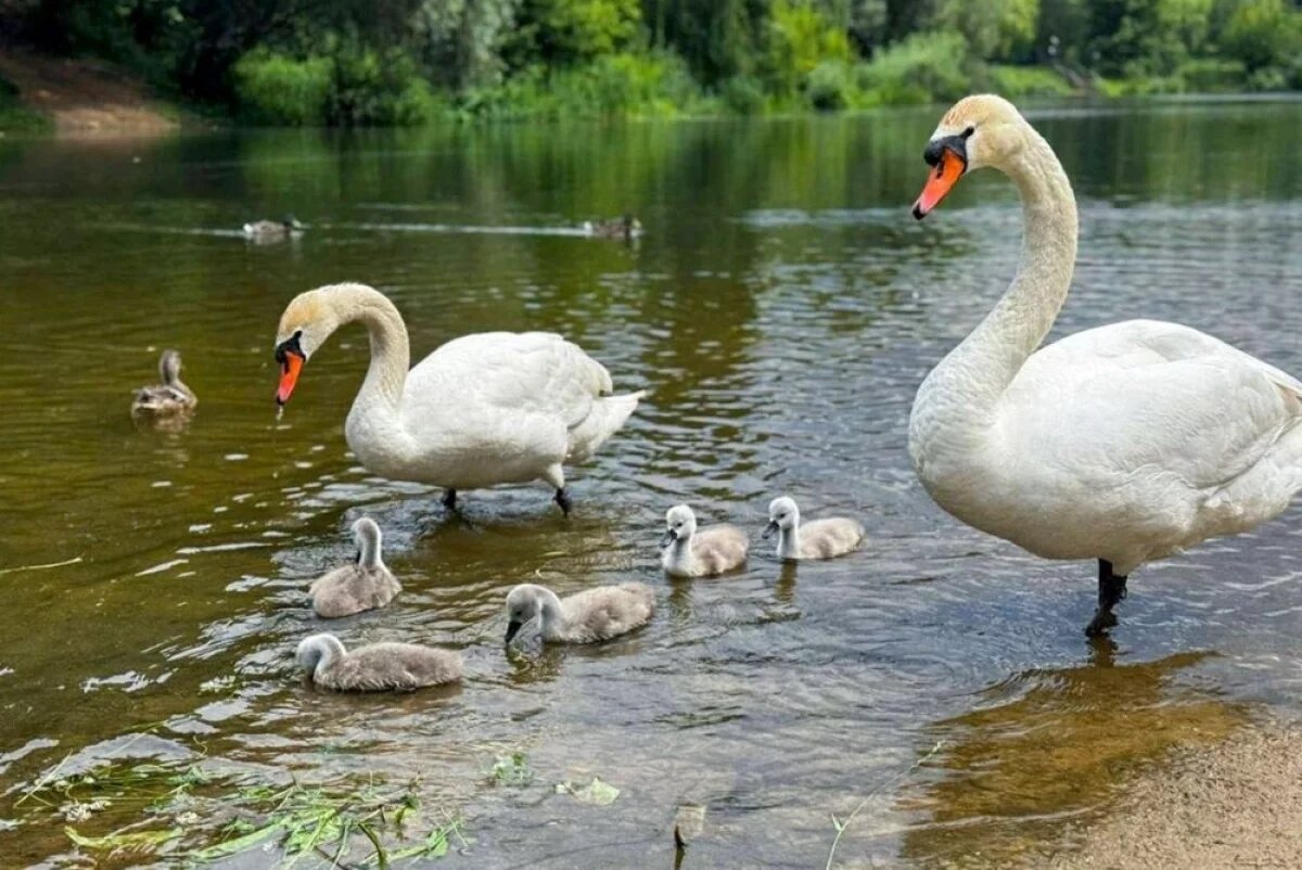    Как только температура опускается ниже нуля, птиц перевозят в зимние домики.