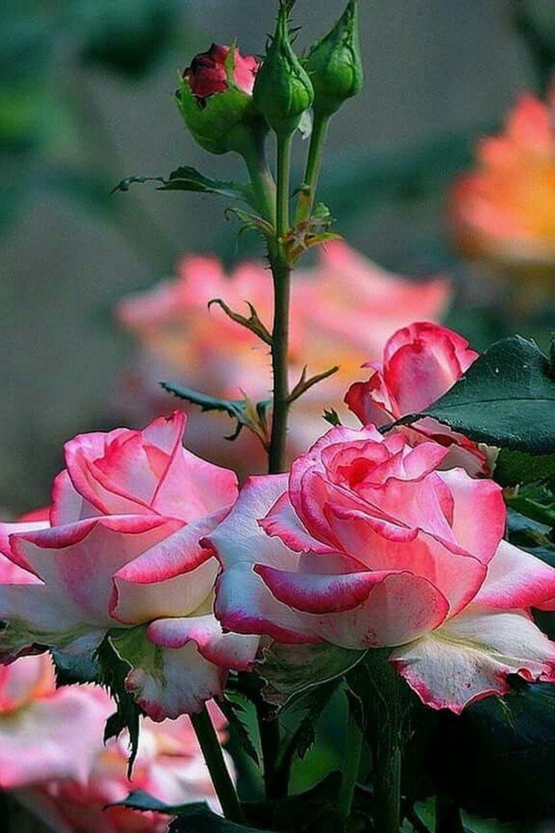 Картинка найдена на просторах интернета, ссылка https://yandex.ru/images/search?from=tabbar&img_url=https%3A%2Fi%2F.pinimg.com%2Foriginals%2Fa8%2F34%2Fа3f%2Fa83р43f81с28р79b5e7bd53274cf0591a19.jpg&lr=47&pos=15&rpt=simage&text=%D1%86%D0%B2%D0%B5%D1%82%D1%8B%20%D0%BA%D1%80%D1%83%D0%BF%D0%BD%D0%BE%20%D1%84%D0%BE%D1%82%D0%BE