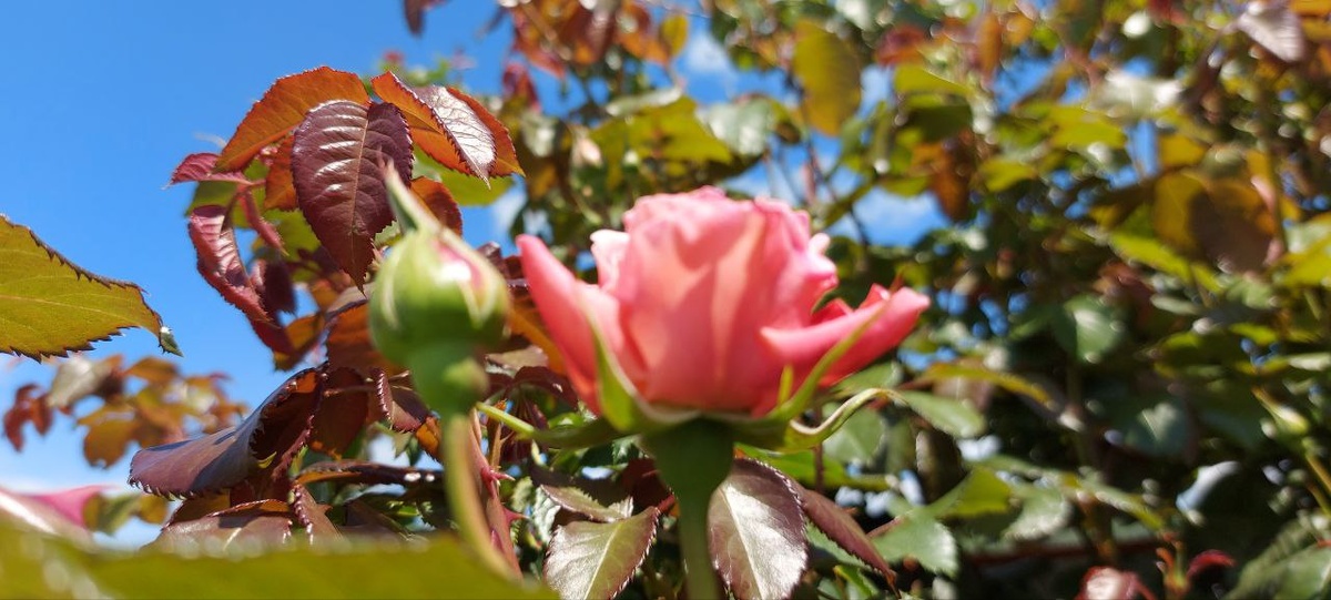 Плетистая роза Толбиак в середине мая 2025 г. уже зацвела.